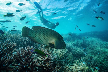 Hamilton Island Luxury Resort, Cruise Whitsundays Hardy Reef