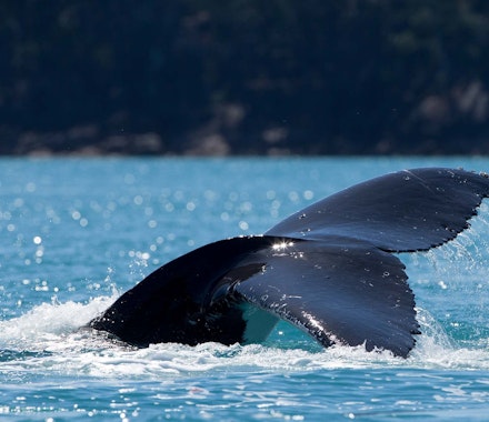Humpback Whale in the crystal clear waters around the popular tourist summer destination Hamilton Island, Australia