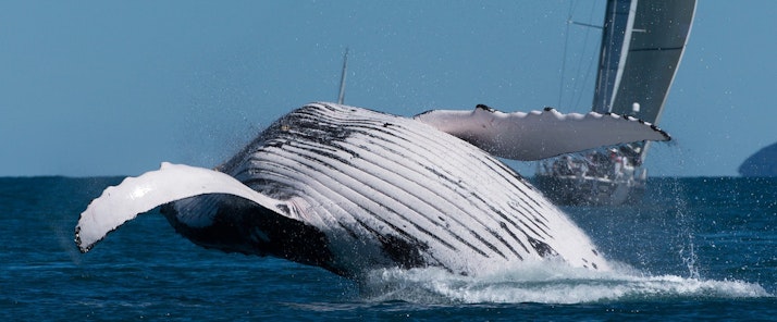 Watch the whales swim around the Whitsundays - luxury resort Hamilton Island 