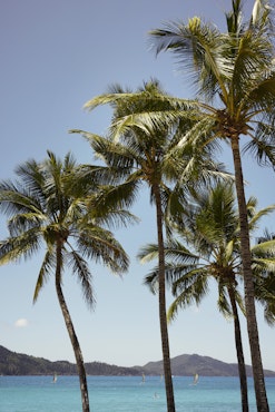 Palm fringed Catseye Beach on Hamilton Island in the Heart of Australia's Whitsundays.