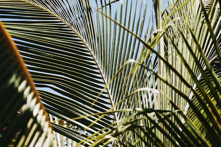 Palm tree close up at The Sundays - Hamilton Island's  new family friendly boutique hotel in the heart of Australia's Whitsunday Island and the Great Barrier Reef.